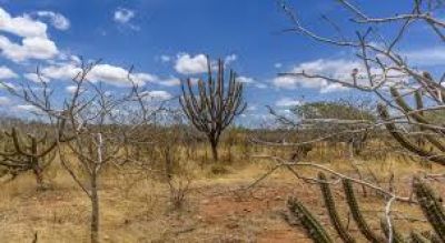 Mistérios da Caatinga: pesquisadores descobrem cinco novos bichos da região