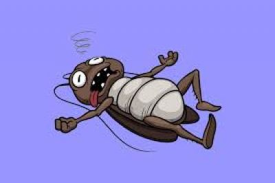 Baratas aparecem com frequência na sua casa? A ciência explica o que isso pode indicar